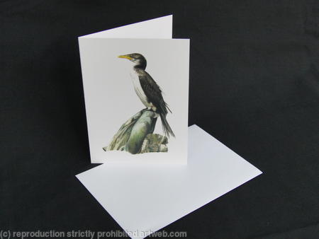 Cormorant - Waiting for the Tide