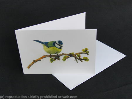 Blue Tit - Feeling Good and Looking Smart