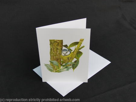 Blue Tit - Hiding in the Shadows 