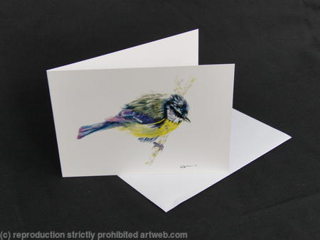 Blue Tit - Just out the bath