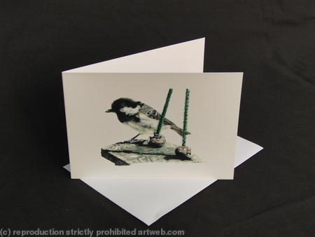 Coal Tit - Waiting its Chance