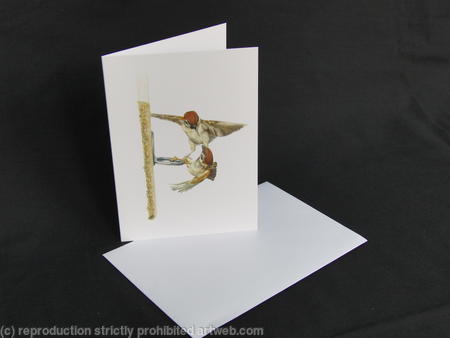 Tree Sparrow - Competition is High