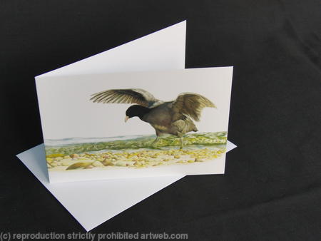 Coot - In the Shallows