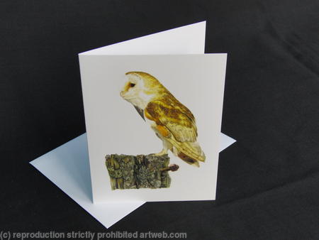 Barn Owl - Old Rotting Post