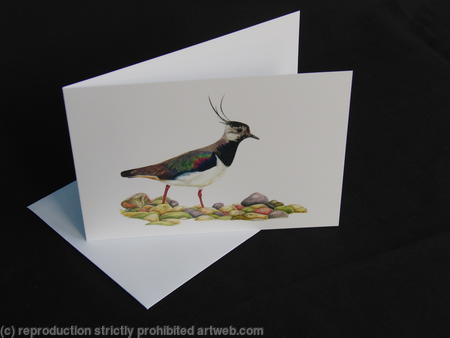 Lapwing - Foraging