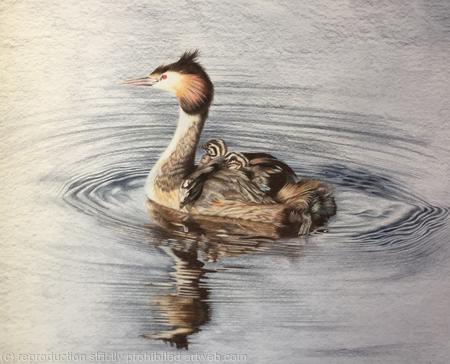Great Crested Grebe - 'School Run' 