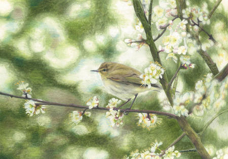 Chiffchaff  'An unmistakable song' 