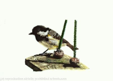 5. Coal tit - waiting its chance