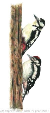 6. Great Spotted Woodpecker - learning the ropes