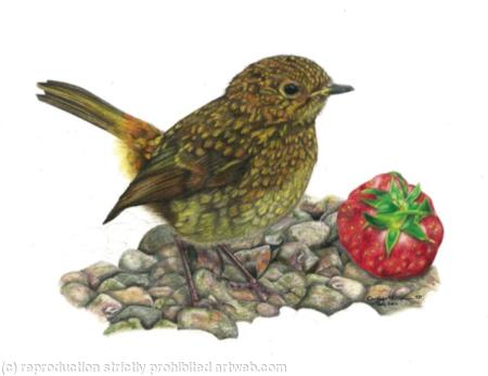 11. Robin - A prized possession