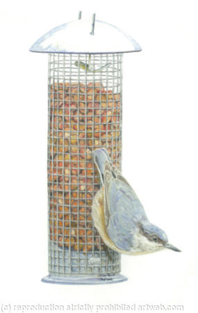 15. Nuthatch - ready for take off