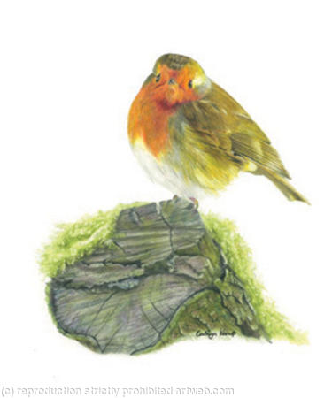 31. Robin - A quiet spot