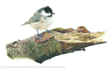 36. Coal Tit – A prime location