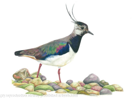 39. Lapwing - Foraging