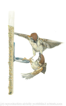 46. Tree Sparrows - Competition is High 