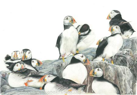 47. Puffins - A safe place