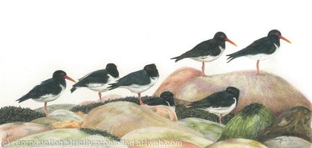 61. Oystercatcher – statues