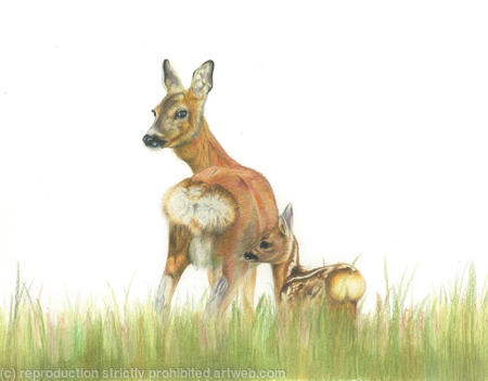 56. Roe Deer – Mother and child