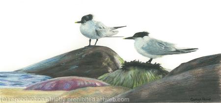 68. Sandwich Terns – Taking a breather