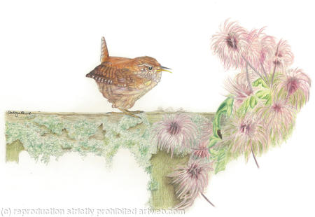 69. Wren – Guarding territory