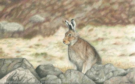71. Mountain Hare - Fully alert