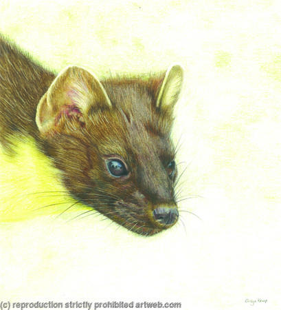 72. Pine Marten – An able hunter 