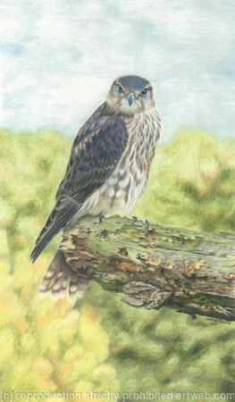 74. Merlin – Only a pause