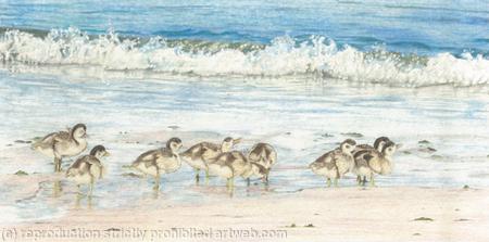 75. Shelduck Ducking – morning stroll