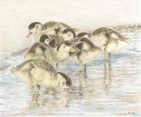 76. Shelduck Ducklings – Staying together