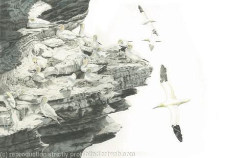 83. Gannets – High Rise