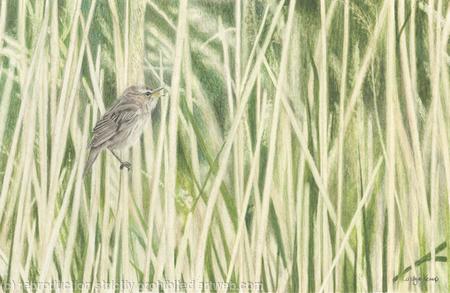 84. Sedge Warbler – A gentle breeze