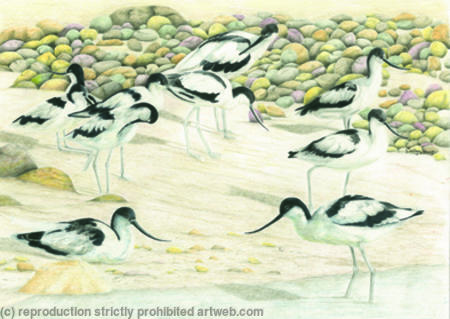 87. Avocet - Enjoying the beach 