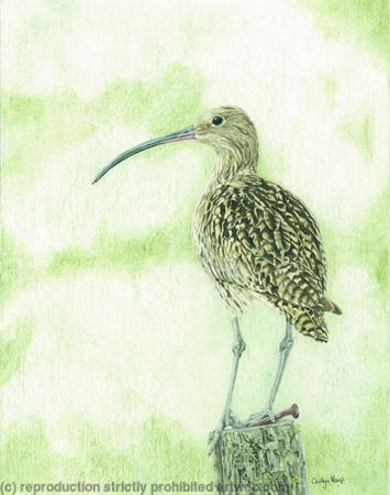 91. Curlew - Sentinel