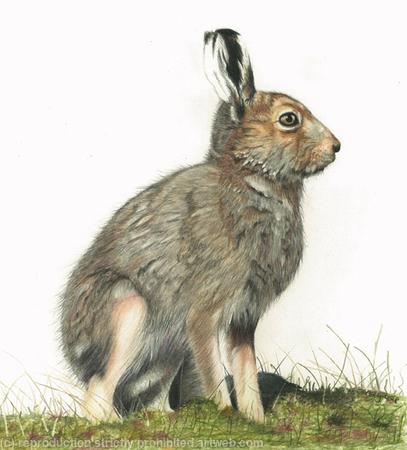92. Hare - Kitted out for summer 