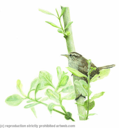 93. Wren - Territorial 