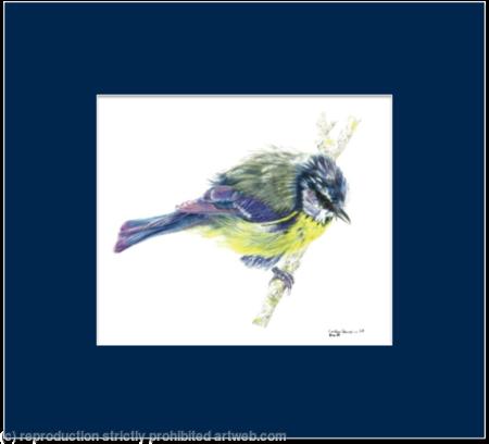 3. Blue tit - Just out of the bath