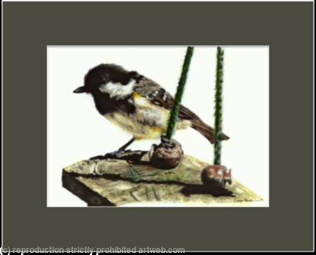 5. Coal tit - waiting its chance