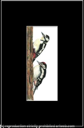 6. Great Spotted Woodpecker - learning the ropes