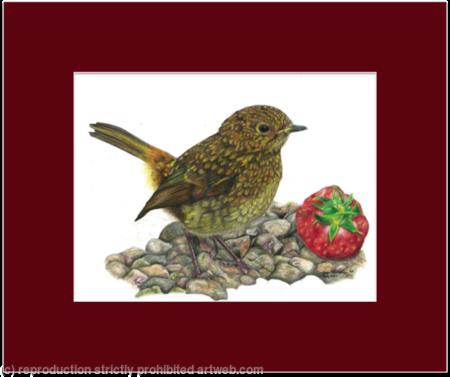 11. Robin - A prized possession