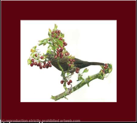 12. Blackbird - berry anyone?