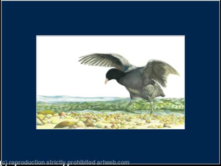 13. Coot - In the Shallows