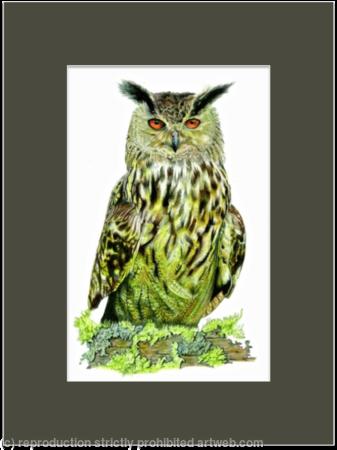 14. Eagle Owl - working up an appetite