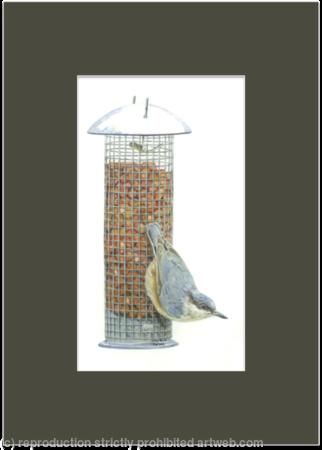 15. Nuthatch - ready for take off