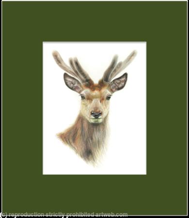 17. Red Deer - Always alert