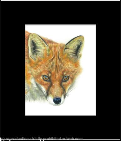 19. Fox - you've been spotted.