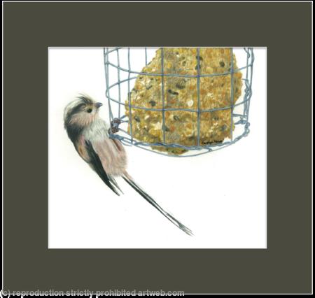 20. Long tailed Tit - breaking in!