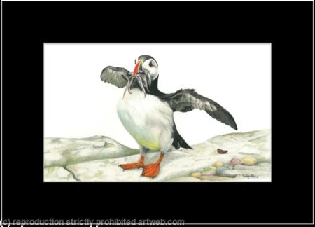 26. Puffin - good catch