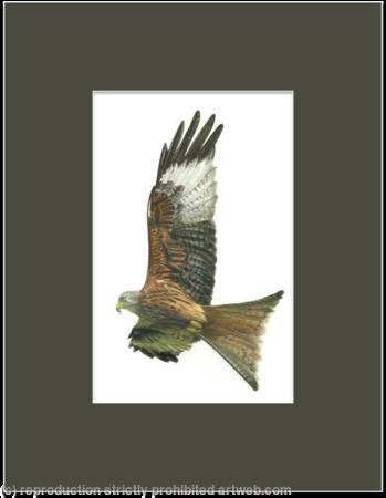 27. Red Kite - Enjoying the updraft