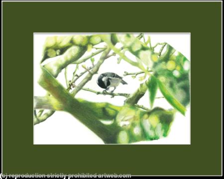 30. Coal Tit - a prized nut