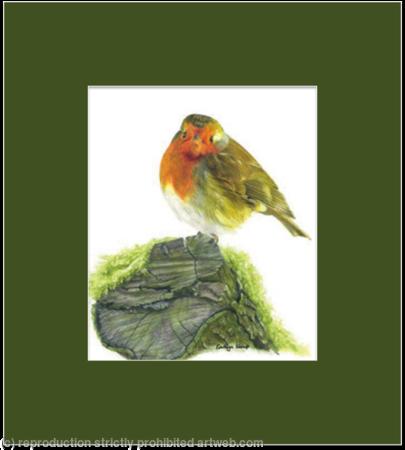 31. Robin - A quiet spot.